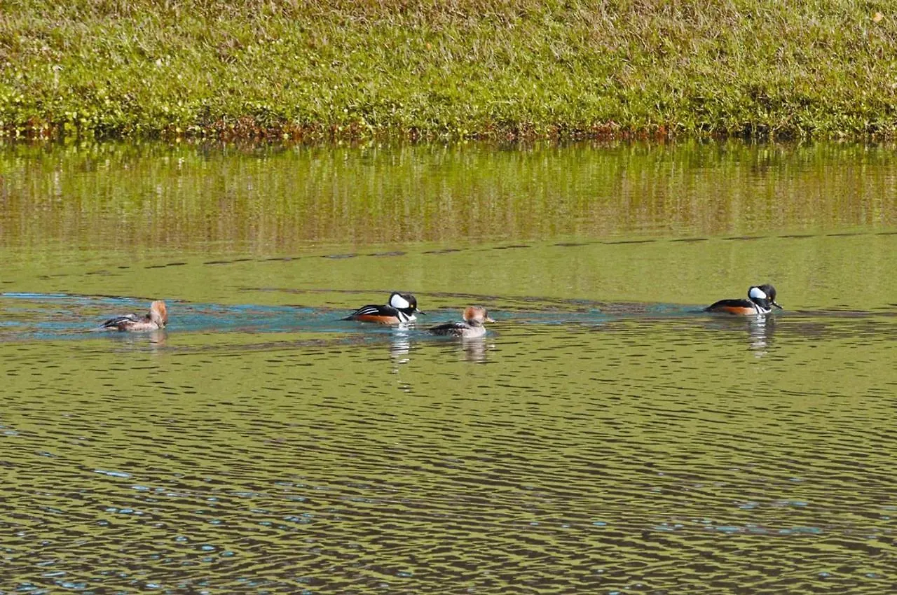 Emerald Island By Florida Star Vacations Kissimmee