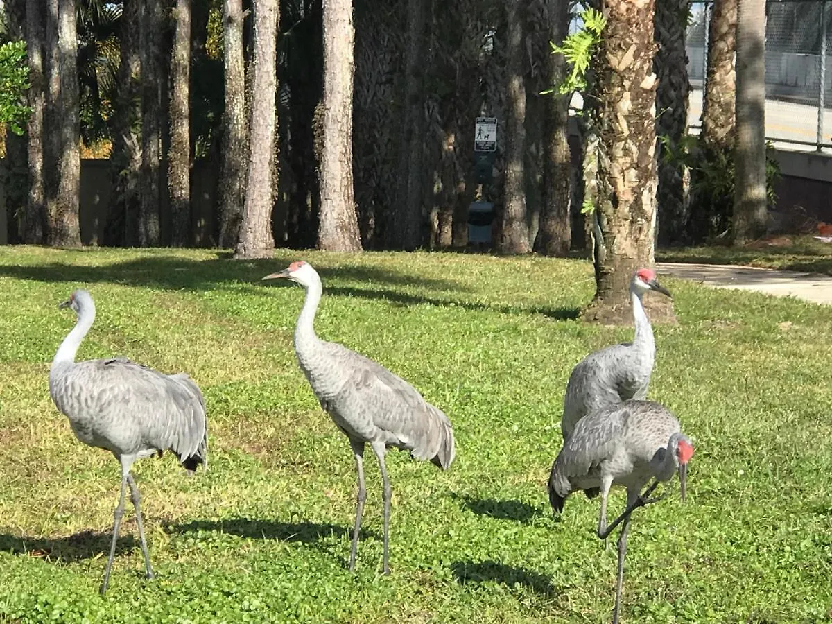 Homestay Near Disney Vacation Private In Shared